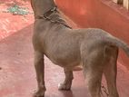 American Bully XL Puppies