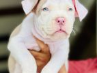 American Bully Xl