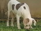 American Bully XL