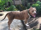 American Bully Xl