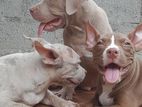 American Bully XL Puppies