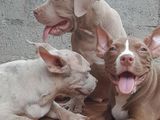 American Bully XL Puppies