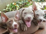 American Bully Xl Puppies