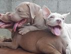 American Bully XL Puppies