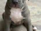 American Bully XL Puppies