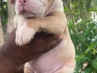 American Bully XL