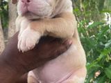 American Bully XL