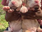 American Bully XL