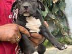 American Bully XL
