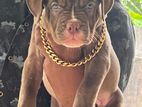 American Bully XL