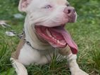 American Female Bully XL