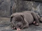 American Bully Xl