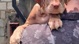 American Bully Xl Puppies