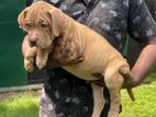 American Bully Xl Puppies
