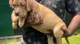American Bully Xl Puppies