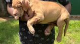American Bully Xl Puppies