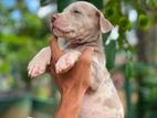 American Bully XL