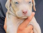 American Bully XL