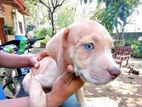 American Bully XL