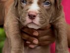 American Bully XL Puppies