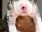 American Bully XL