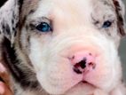 American Bully XL