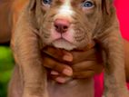 American Bully XL