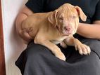 American Bully XL