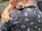 American Bully Xl Puppy