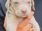 American Bully XL Puppies