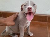 American Bully XL Puppies