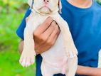 American Bully XL