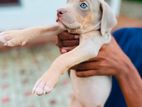 American Bully Xl Puppies