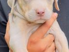 American Bully Xl Puppies