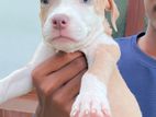 American Bully XL