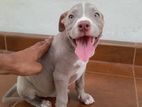 American Bully Xl Puppies