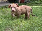 American Bully XL