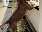 American Bully xl