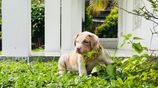 American Bully Xl Puppy
