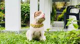 American Bully Xl Puppy
