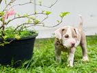American Bully Xl Puppy