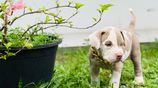 American Bully Xl Puppy