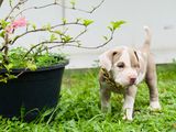 American Bully Xl Puppy