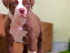 American Bully XL