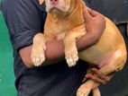 American Bully XL