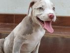 American Bully XL Puppies
