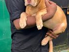 American Bully XL Puppies