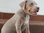 American Bully XL Puppy