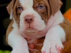 American bully XL