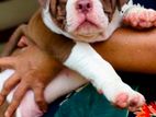 American Bully XL Puppies